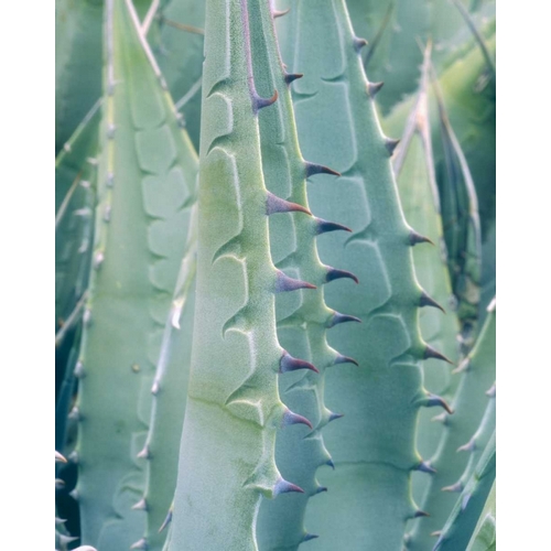 California, Jacumba Patterns of an Agave plant